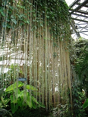 356 Longwood Gardens [2008 August 23]